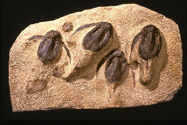 Four Bothriolepis specimens