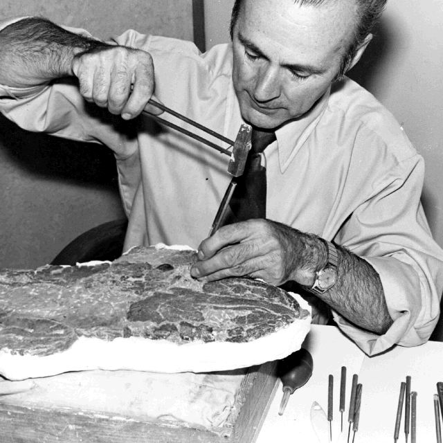 René Bureau preparing a Miguasha fish fossil