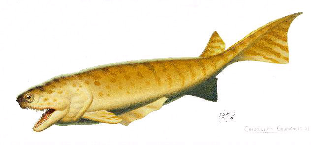 Reconstitution de Cheirolepis canadensis