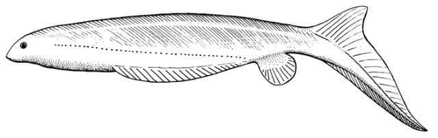 Reconstruction of Euphanerops