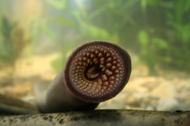 Modern lamprey