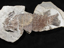 Specimen of Miguashaia bureaui