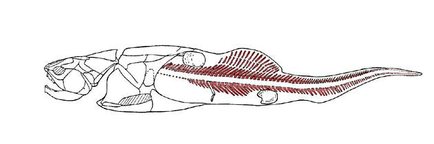 Plourdosteus canadensis